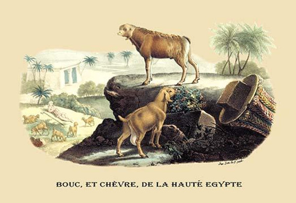 Bouc, et Chevre, de la Haute Egypte (Egyptian Goats)