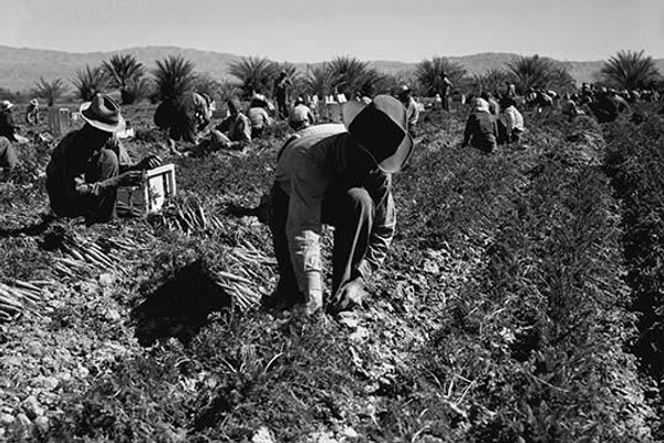 Carrot pullers