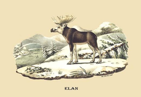 Elan