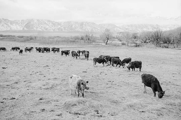 Cattle in South Farm