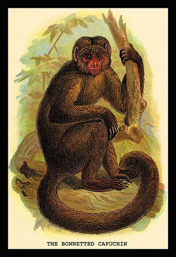 The Bonnetted Capuchin