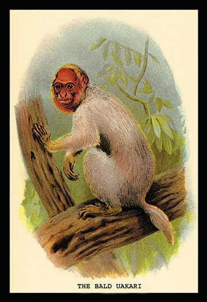 The Bald Uakari