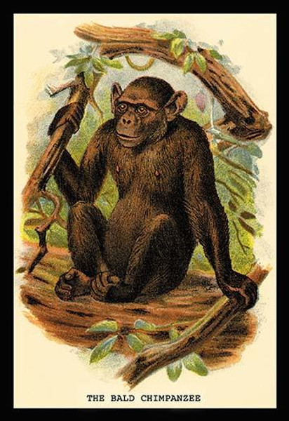 The Bald Chimpanzee