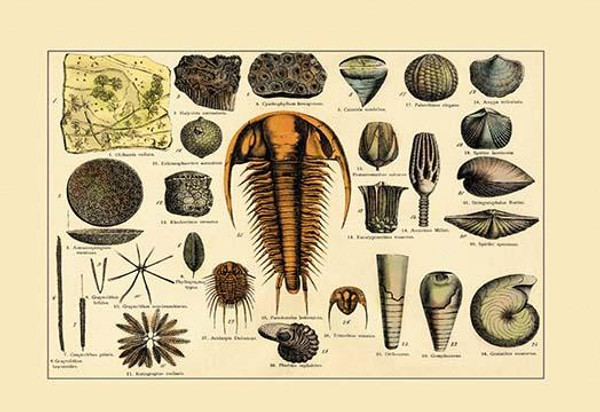 Trilobite and Fossil Sea Life