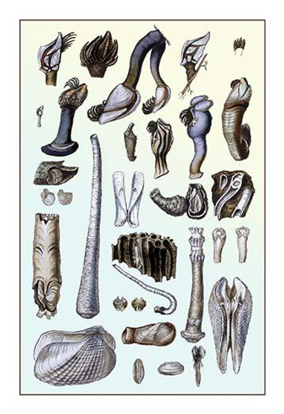 Shells: Pedunculated Cirrepedes and Conchifera Dimyaria