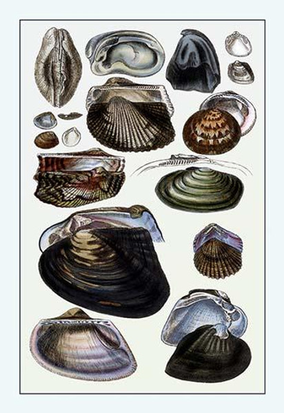 Shells: Dimyaria #4