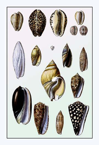 Shells: Convoltae and Orthocerata