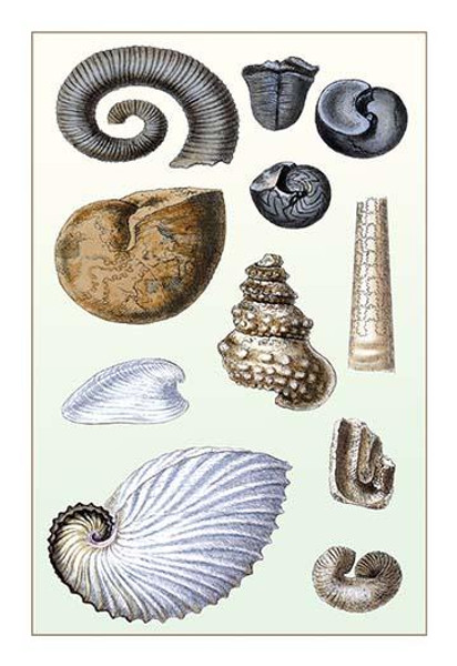 Shells: Ammonacea