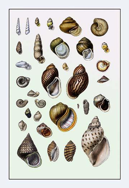 Shells: Sessile Cirripedes #2