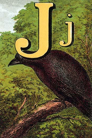 J for the Jackdaw, perky and bold