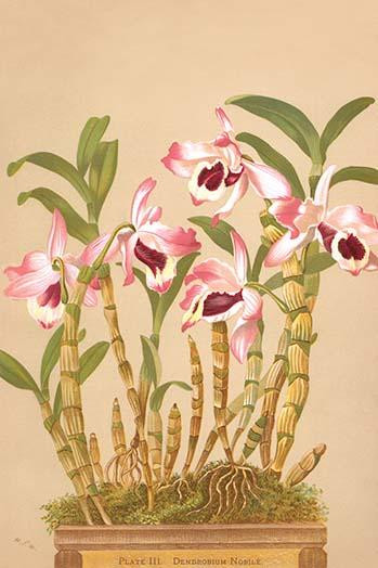 Dendrobium Nobile