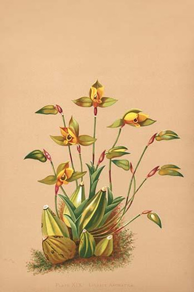 Lycaste Aromatica