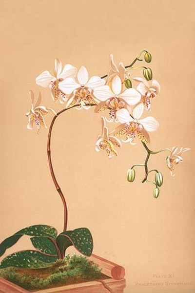 Phalenopsis Stuartiana; Philippine Orchid