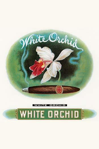 White Orchid