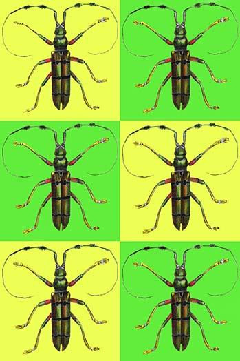 Long Antennae Beetles