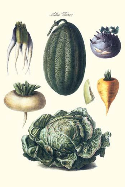 Vegetables; melon, turnip, lettuce, cabbage,