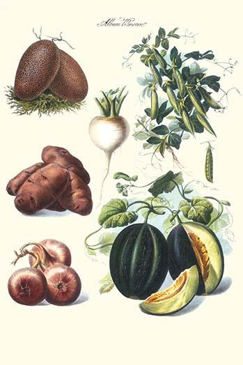 Vegetables; Potato, melon, raddish, peas, onions