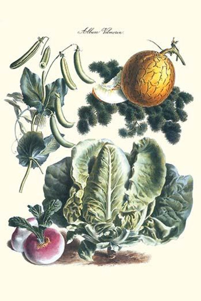 Vegetables; Melon, Lettuce, Green Beans, and Turnips