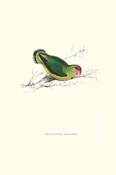 Abyssinian Parakeet - Agapornis Taranta