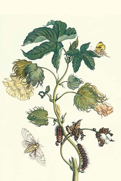 Contton Plant, Moths & butterflies