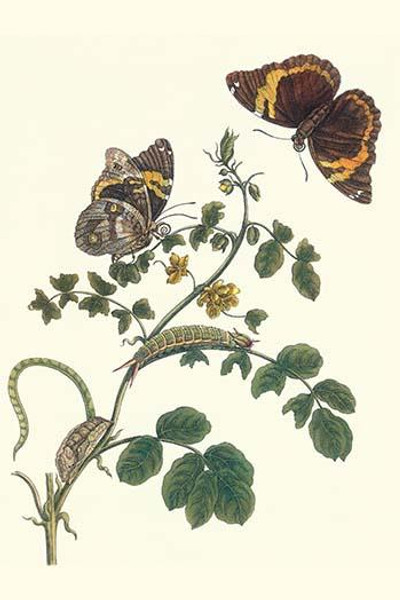 Coffee with Split-Banded Owlet Butterfly