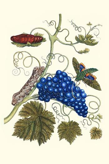 Grapevine with Gaudy Spinx Moth