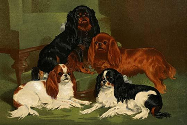 Toy Spaniels