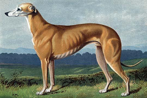 Greyhound