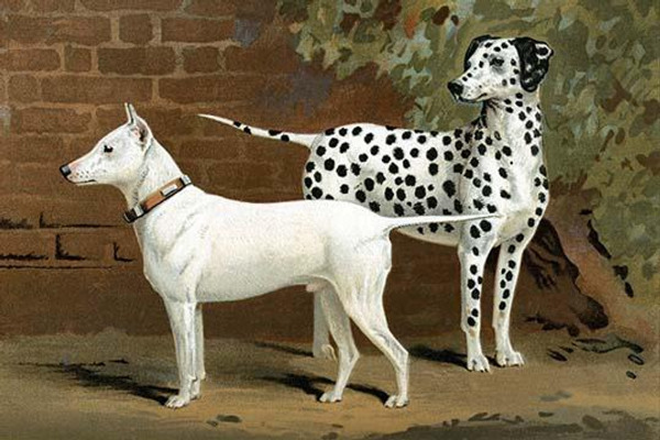 Bull Terrier & Dalmation