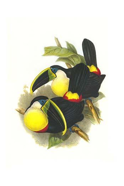 Citron-throated Toucan