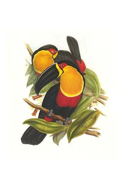 Ariel Toucan