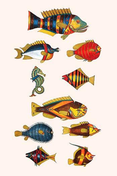 Rarest Curiosities of the Fish of the Indies