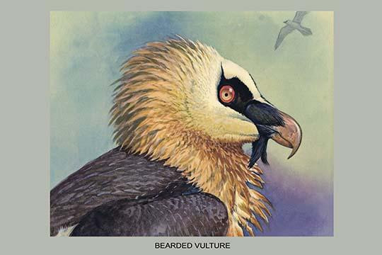 Bearded Vulture