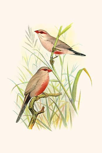 Common African Waxbill & St. Helena Waxbill