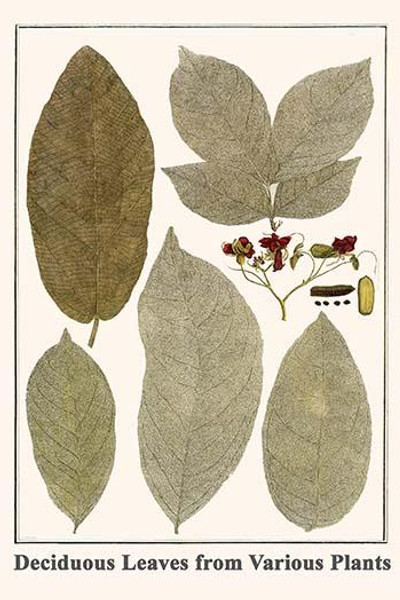 Deciduous Leaves from Various Plants