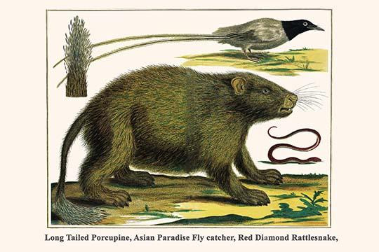 Long Tailed Porcupine, Asian Paradise Fly catcher, Red Diamond Rattlesnake,