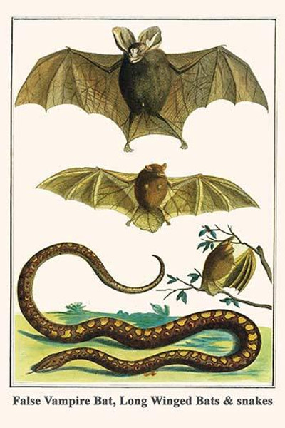 False Vampire Bat, Long Winged Bats & snakes
