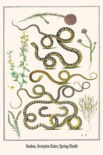 Snakes, Scorpion Eater, Spring Heath