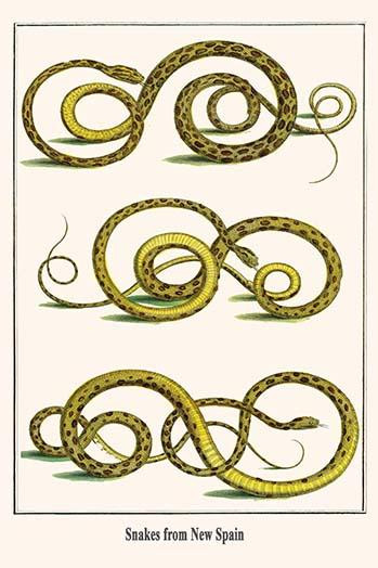 Snakes from New Spain