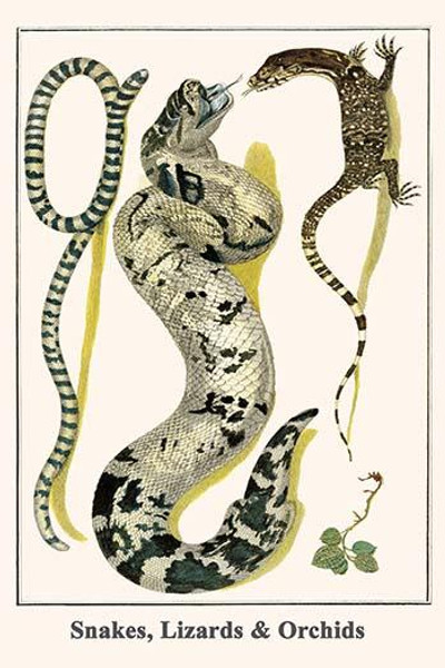 Snakes, Lizards & Orchids
