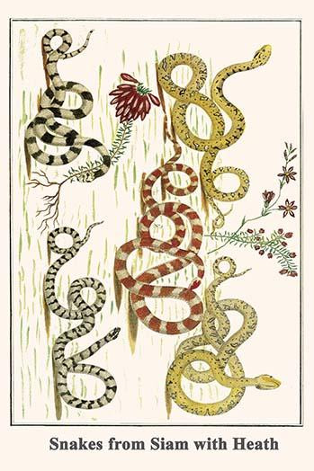 Snakes from Siam with Heath