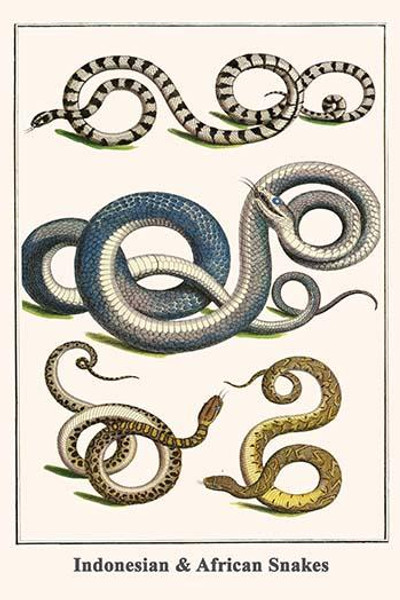 Indonesian & African Snakes