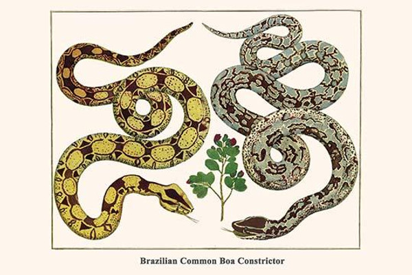 Brazilian Common Boa Constrictor