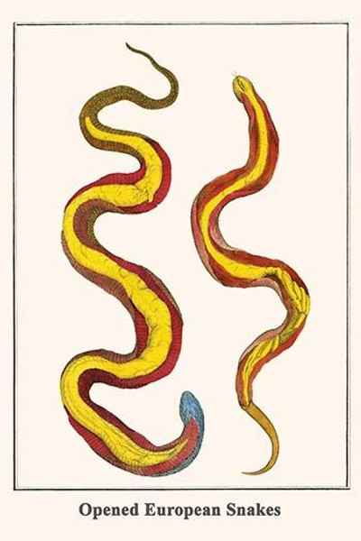 Opened European Snakes