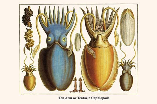 Ten Arm or Tentacle Cephlopods