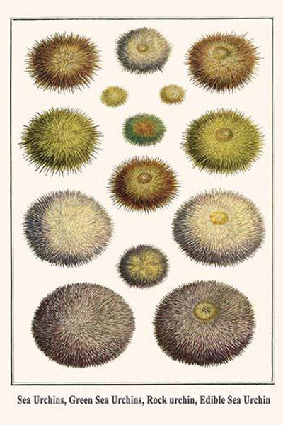 Sea Urchins, Green Sea Urchins, Rock urchin, Edible Sea Urchin