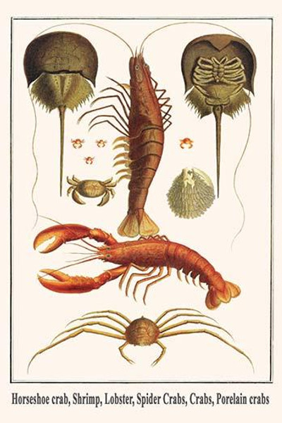 Horseshoe crab, Shrimp, Lobster, Spider Crabs, Crabs, Porelain crabs