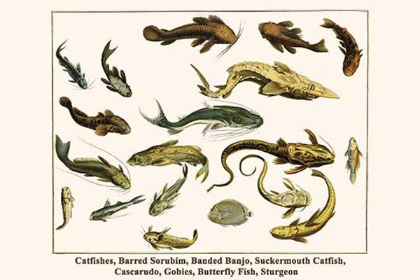 Catfishes, Barred Sorubim, Banded Banjo, Suckermouth Catfish, Cascarudo, Gobies, Butterfly Fish, Sturgeon