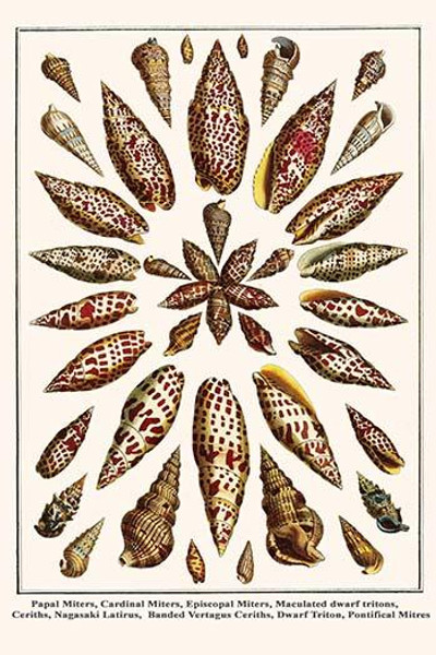 Miters, tritons, Ceriths, Nagasaki Latirus, and Banded Vertagus Ceriths