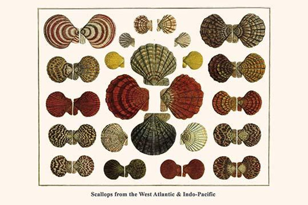 Scallops from the West Atlantic & Indo-Pacific